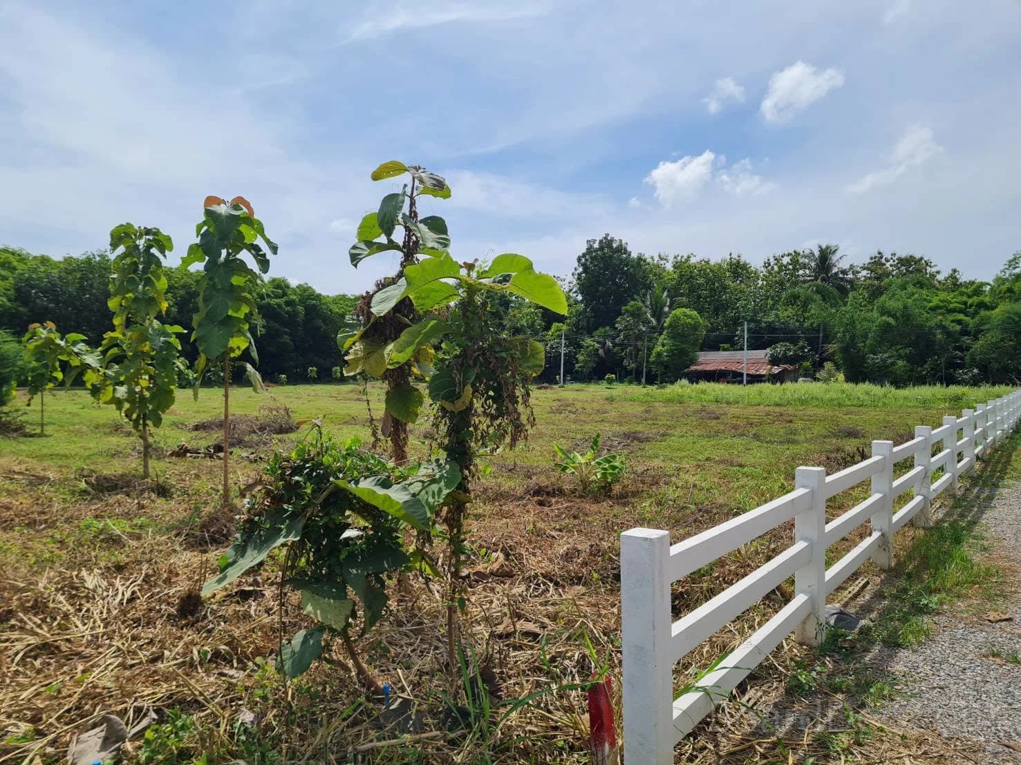 Land along Rural Highway 4036